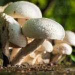 Adaptogenic Coffee Benefits: Unlock Your Morning Energy with Mushrooms