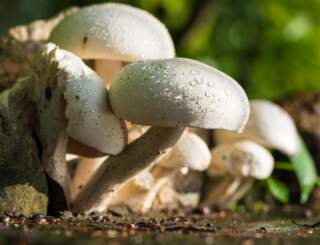 Adaptogenic Coffee Benefits: Unlock Your Morning Energy with Mushrooms