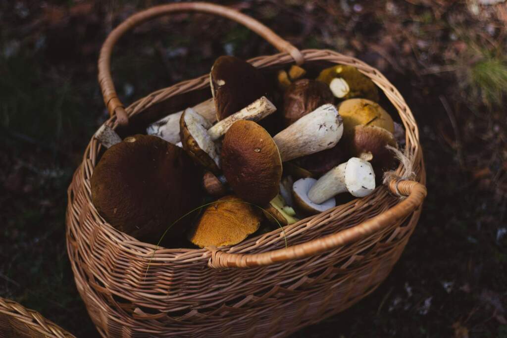 Why Everyone’s Buzzing About Mushroom Coffee - Adaptogenic Coffee Benefits